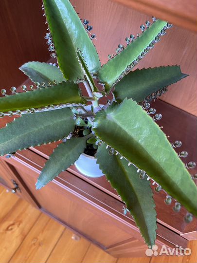 Каланхоэ лечебное