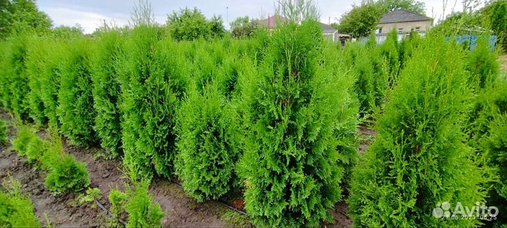 Туя колоновидная, ель голубая, сосна крымская