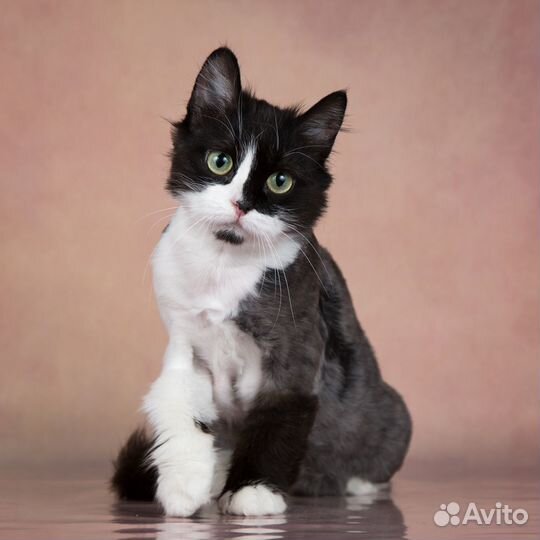 Метис перса кошечка Лиза в добрые руки