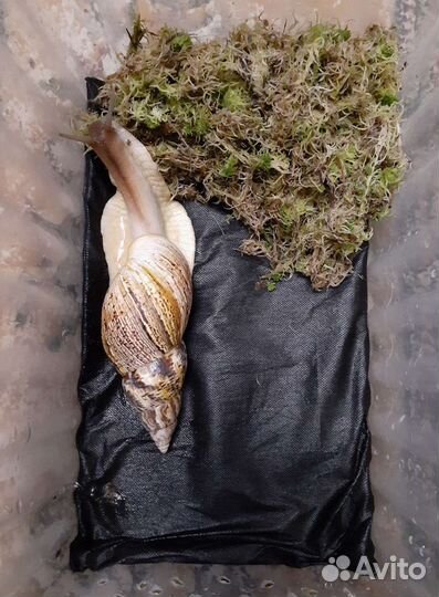 Мат(коврик) для Улиток