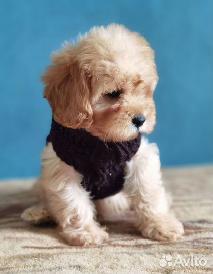 Красавцы кавапу (cavapoo, cockapoo)