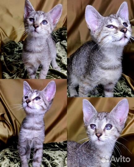 Особенный котенок