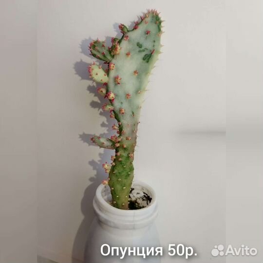 Кактусы и суккуленты