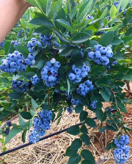 Саженцы голубики