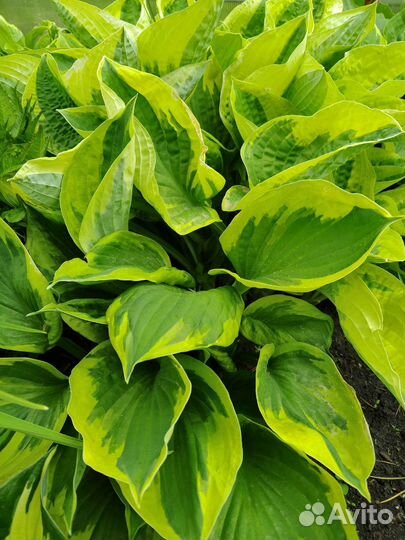 Хоста мама Миа