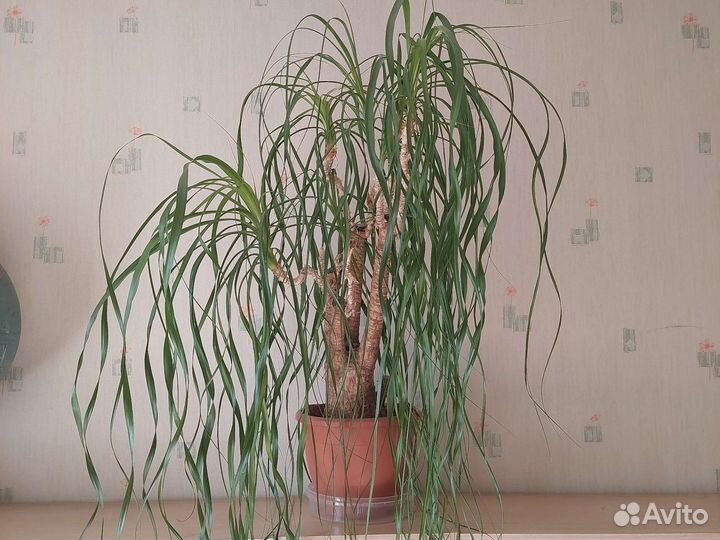 Бокарнея нолина пальма бутылочное дерево