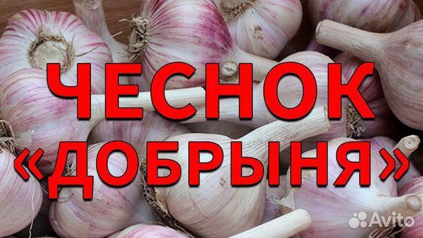 Чеснок Добрыня