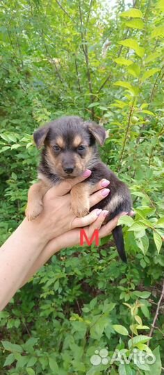 Щенки метисы в добрые руки