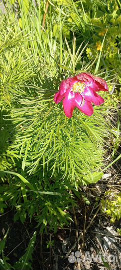 Пион марьин корень