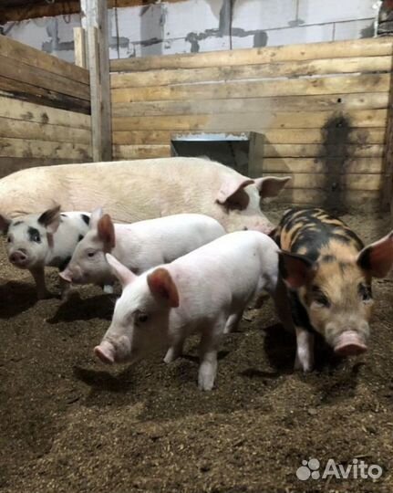 Поросята
