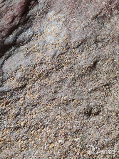 Мучка овсяная+ кукур. для коров, гусей, свиней