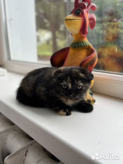 Котята метисы