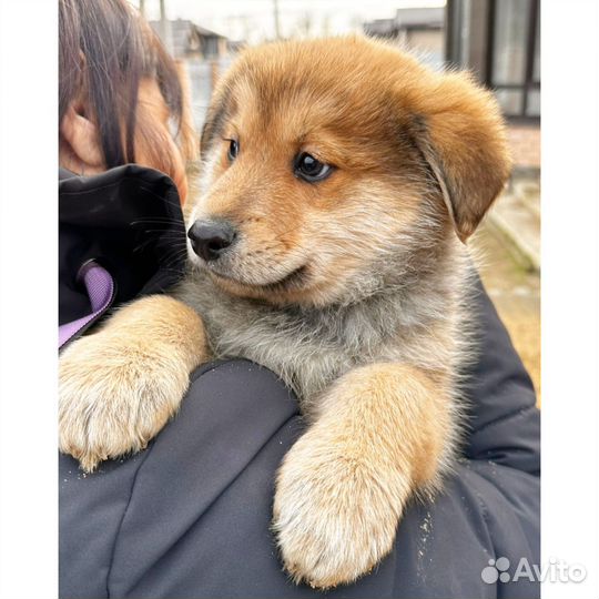 Щенок отдам