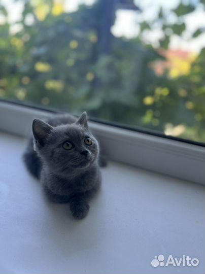 Шотландские вислоухие котята