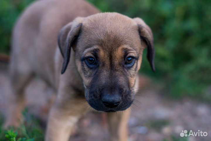 Щеночек мальчик ищет дом