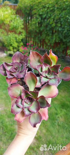 Aeonium