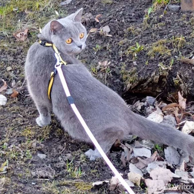 Маркиза,Британская кошка ждёт нового хазайна