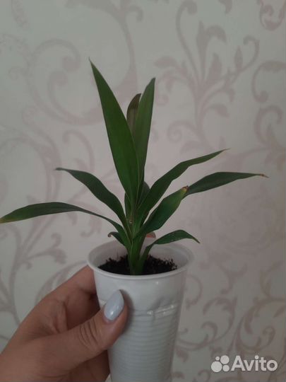 Комнатные цветы, пальма