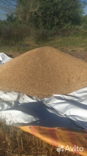 Зерно ячмень