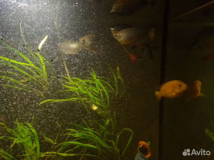 Аквариумные рыбы