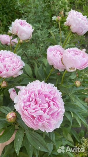 Пионы саженцы