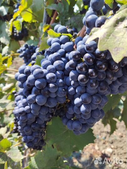 Свежий виноград