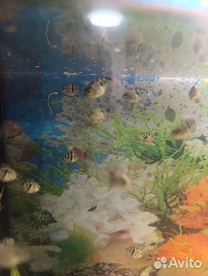 Аквариумные рыбки