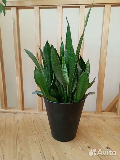 Сансеверия, щучий хвост