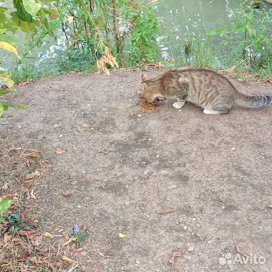 Кошки в парке