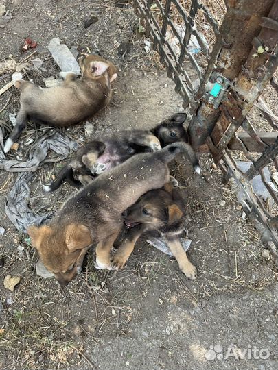 Щенки от крупной собачки бесплатно
