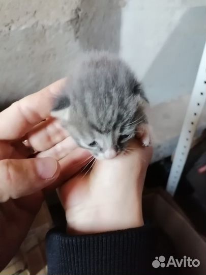 Котенок в добрые руки