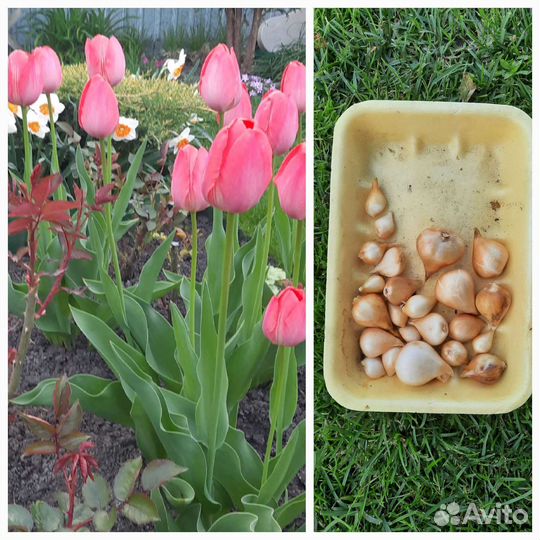 Тюльпаны луковицы