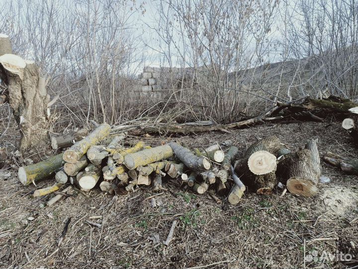 Дрова дубки