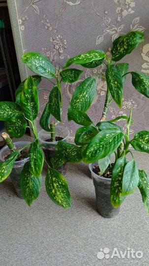 Диффенбахия