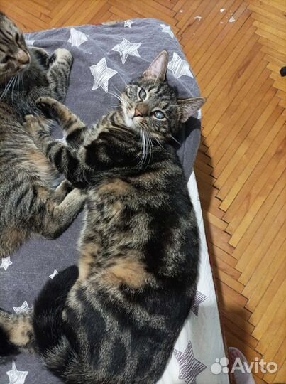 Котик Оскар в добрые руки. В дар