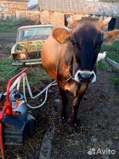Коровы дойные
