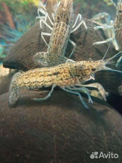 Аквариумные мраморные раки