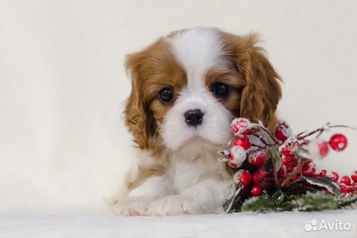 Прекрасные щенки Кавалер Кинг Чарльз Спаниель