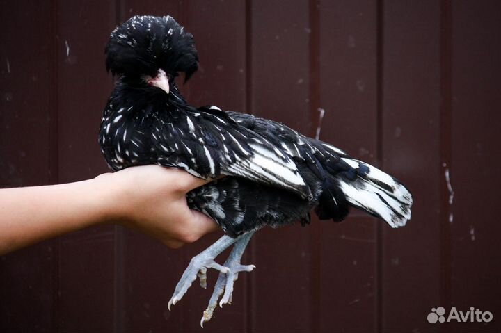 Падуаны и индоутка