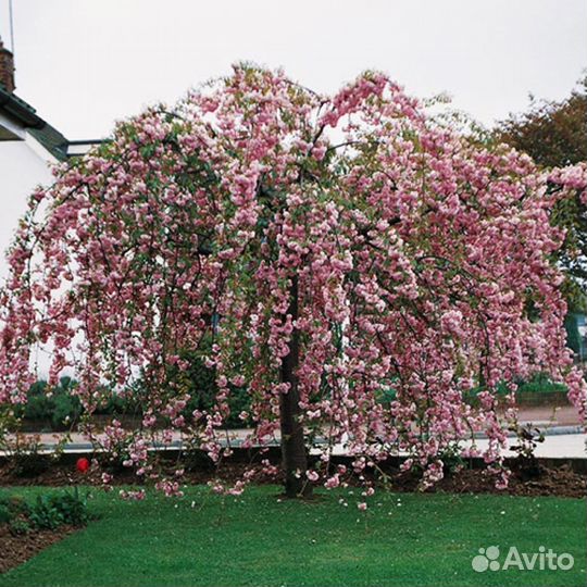 Яблоня, шелковица, верба плакучая