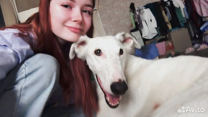 Передержка собак, Догситтер