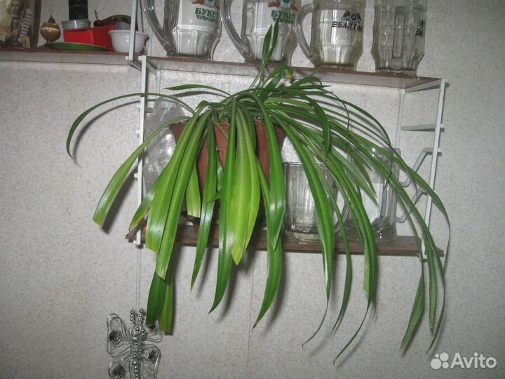 Цветы комнатные и полка для цветов