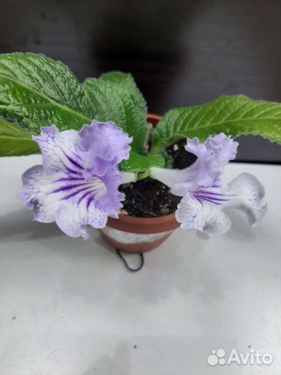 Стрептокарпусы