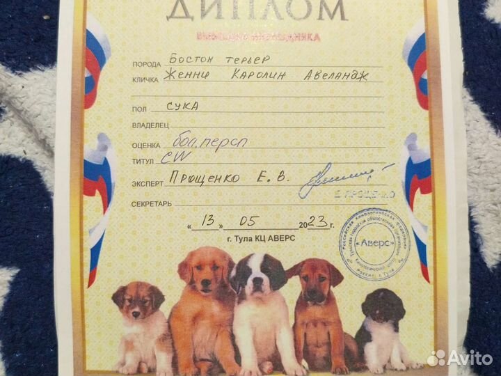 Французский бульдог