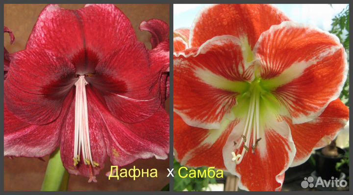 Продаю цветы