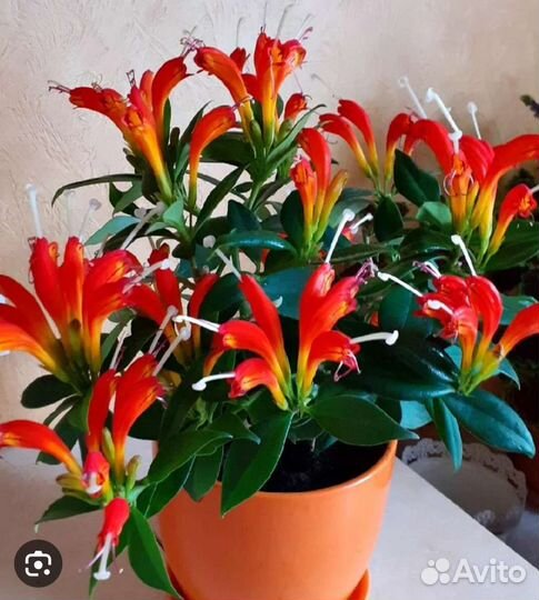 Эсхинантусы