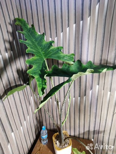 Алоказия Сабрина