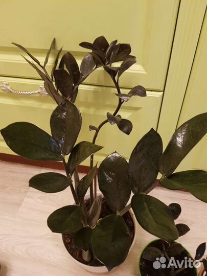 Комнатные растения