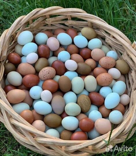 Инкубационное яйцо