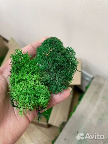 Мох стабилизированный 2 сорт
